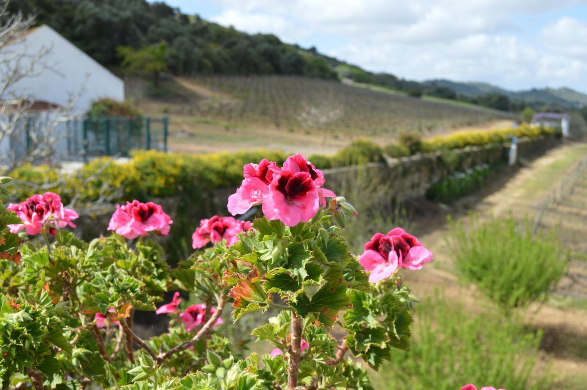 帕尔梅拉 Quinta Do Piloto旅馆 外观 照片
